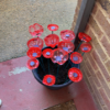 We made Poppies for remembrance day